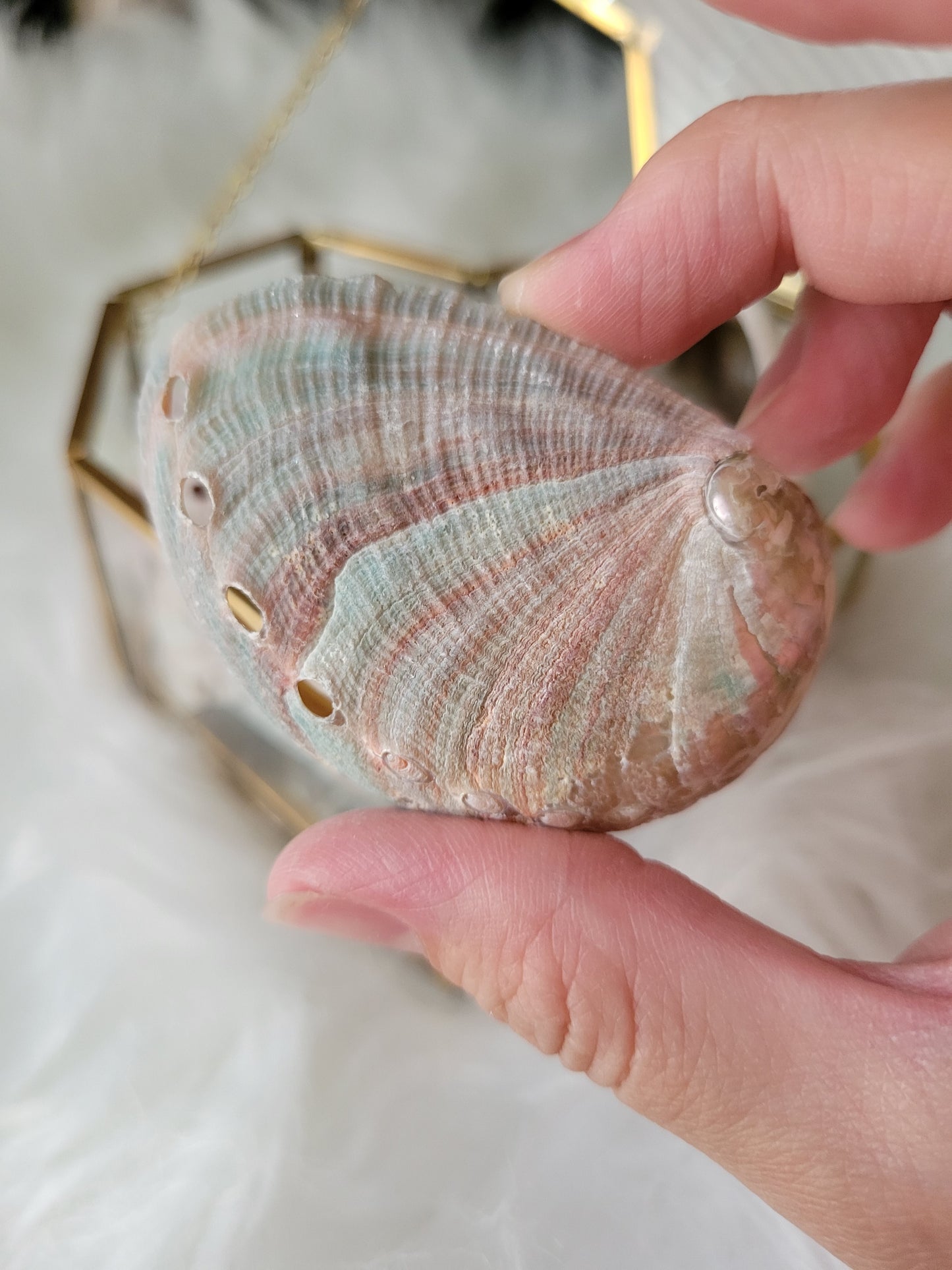 Pretty Abalone Shells