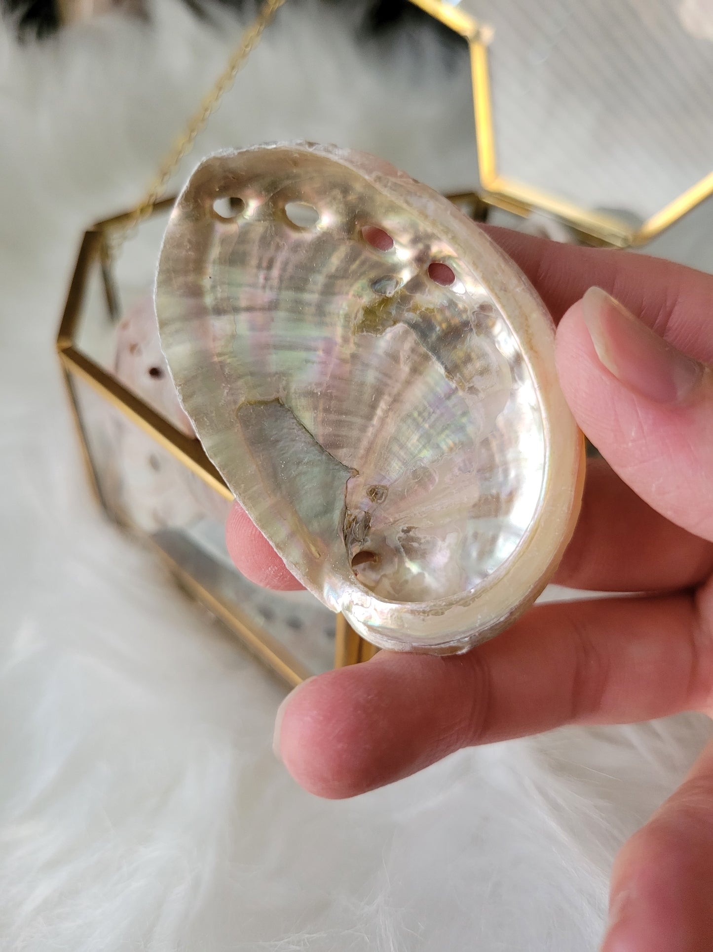 Pretty Abalone Shells